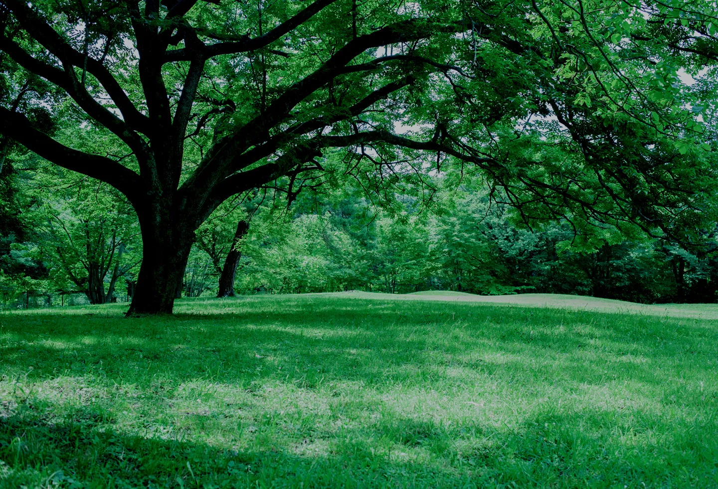 広々とした緑の芝生と大きな木が広がる自然の風景。枝が横に広がり、木陰を作り出している。